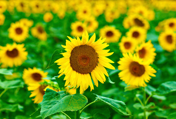 sunflower field in summer