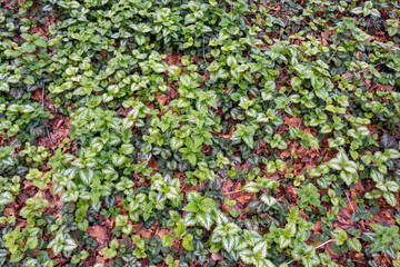 Obraz premium Growing Lamium plants or Lamiaceae in close up.