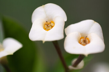white thai needle flowers background
