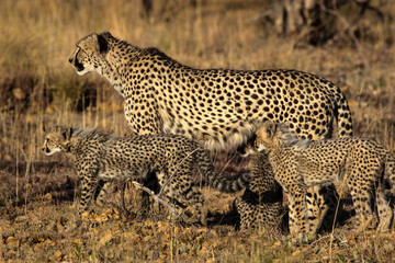 Fototapeta na wymiar Cheetah with cubs