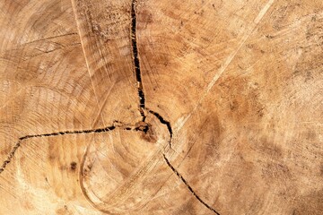 Detail of a felled tree, intended for the timber industry in the Netherlands.