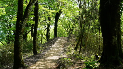 新緑のイメージ