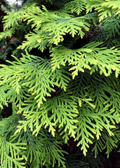 Closeup of Beautiful green leaves of Thuja trees.