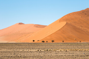 Fototapeta na wymiar Huge sand dune with trees in desert
