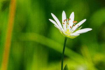 Obraz premium Lesser Stitchwort, Stellaria graminea, a delicate white wild flower