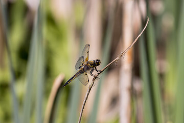 A Four Spotted Chaser dragonfly, Libellula quadrimaculata, perched on a reed