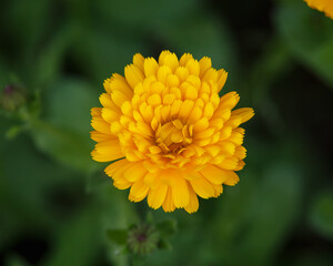 Orange Calendula officinalis Flower in summer garden
