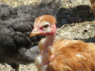 Portrait of a chicken without feathers on its neck
