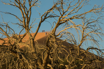 Fototapeta premium View of climbers on sand dune through a dead tree