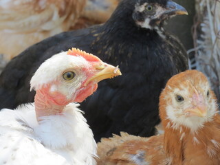 chickens closeup