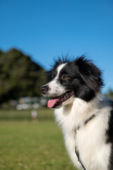 border collie dog