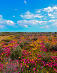 Obraz premium Field of brightly colored wild flowers