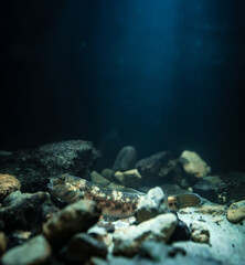 Fototapeta na wymiar Round goby (Neogobius melanostomus) in an underwater environment