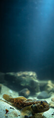 Round goby (Neogobius melanostomus) in an underwater environment