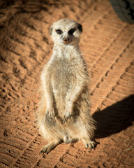 Meerkat (mongoose) looks at camera