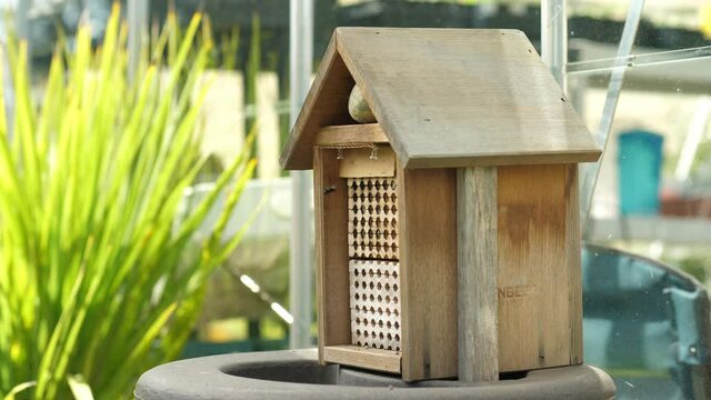 Wide of busy mason bees building their nest in the sunlight. Wooden bee hive next too a greenhouse garden. 