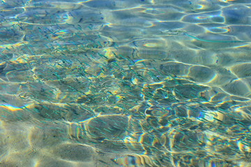 fish in the water