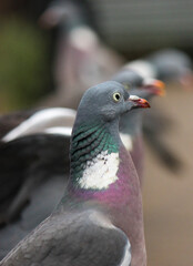 Pigeon close up of head