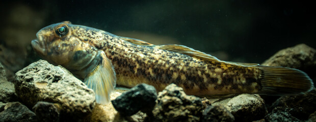 Round goby (Neogobius melanostomus) in an underwater environment, close-up