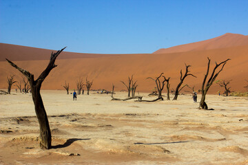 Dry white desert pan with dead trees in Namibia Sossusvlei