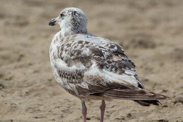 Seagull in the sand.