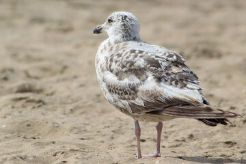 Seagull in the sand.