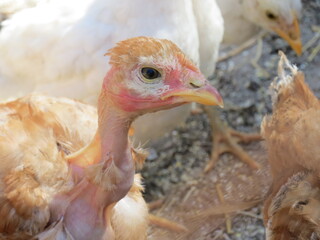 bald chicken closeup