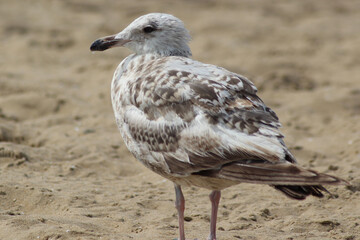 Seagull in the sand.