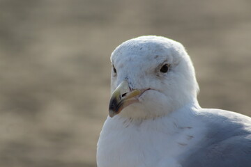 Seagull in the sand.