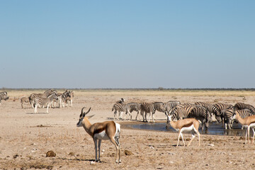 Springbuck and zebra drinking in desert