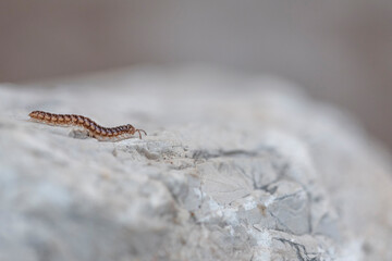 Little centipede  or millipede, oxidus gracilis, crawling at full speed on a lonely and steep white rock