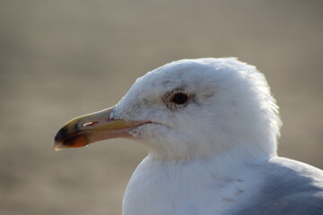 Seagull in the sand.