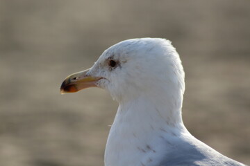 Seagull in the sand.