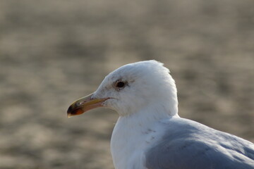 Seagull in the sand.