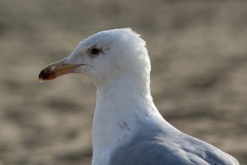Seagull in the sand.