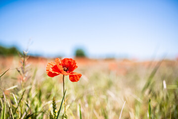 red poppies in a green field