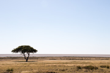 Thorn tree in Africa
