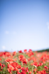 red poppies in a green field
