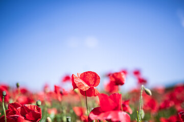 red poppies in a green field
