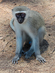 Vervet monkey sitting