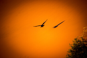 Fototapeta na wymiar Bird eagle silhouette flying over orange desert sand