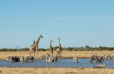 Fototapeta na wymiar Giraffe and other wild animals drinking