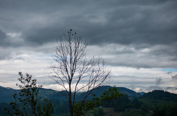 KAHLER BAUM MIT VÖGELN . LEAFLESS TREE WITH BIRDS
