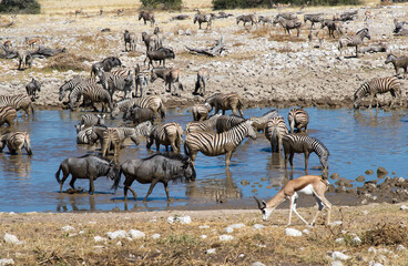 Waterhole in Africa with wild animals