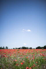 red poppies in a green field