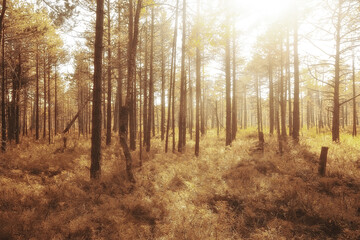 Obraz premium autumn in the coniferous forest landscape, abstract view of the autumn yellow forest, beautiful nature