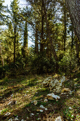 Fototapeta na wymiar arboles del bosque en otoño con rayos de luz al atardecer