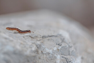 Little centipede  or millipede, oxidus gracilis, crawling at full speed on a lonely and steep white...