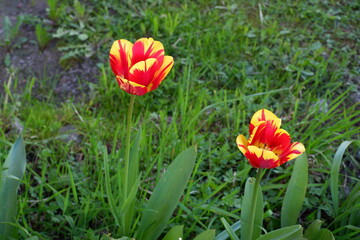 Flowerbed with red and yellow tulips. Tulips are colored. Beautiful flowers. Blooming summer. Plants. Suitable for background