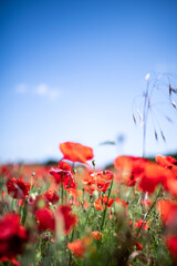 Obraz premium red poppies in a green field